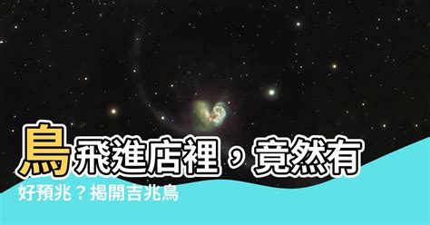 鳥飛進店裡|【鳥飛進家裏代表什麼】鳥兒飛進屋裡代表什麼？意想不到的訪客。